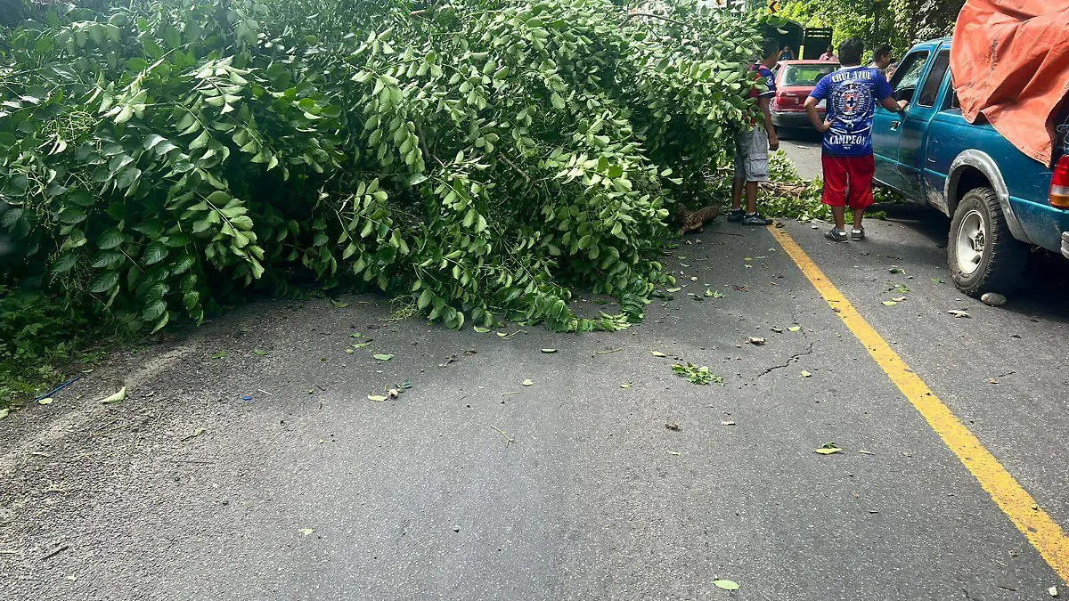 arbol caido